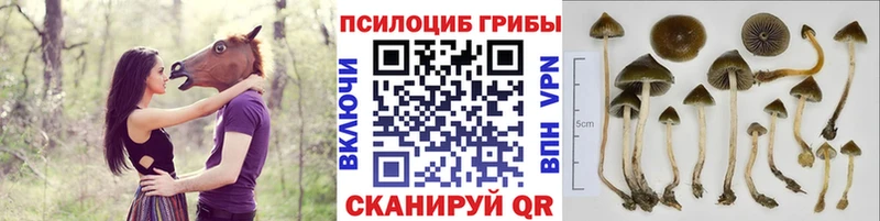 магазин продажи наркотиков Тавда Псилоцибиновые грибы ЛСД