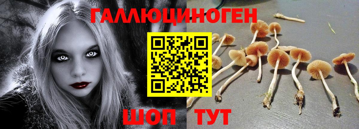 Галлюциногенные грибы Psilocybine cubensis  Вход с VPN  Тавда  Галлюциногенные грибы мицелий 