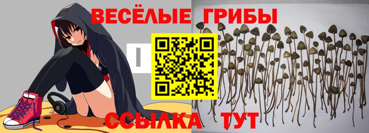 Галлюциногенные грибы Psilocybine cubensis  Галлюциногенные грибы MAGIC MUSHROOMS  Тавда 